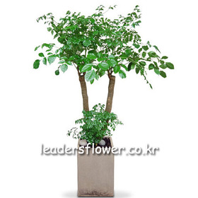 행복나무 5호